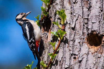 Close-up of a bird on tree trunk