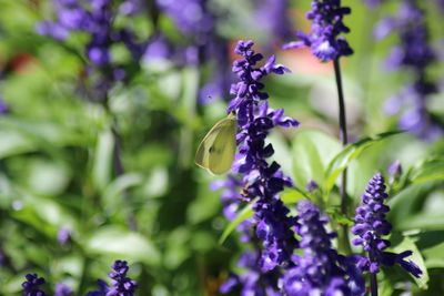 Close-up of butterfly pollinating on purple flowering plant