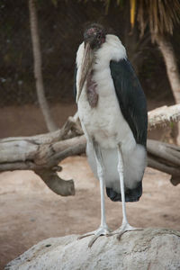 Close-up of bird perching on rock