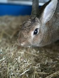 Close up of an animal