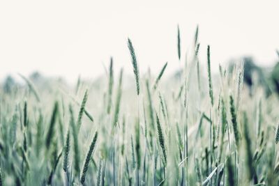 Close-up of wheat growing in field