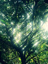 Low angle view of trees against sky