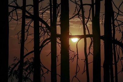 Silhouette of bare tree at sunset