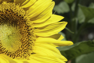 Close-up of sunflower