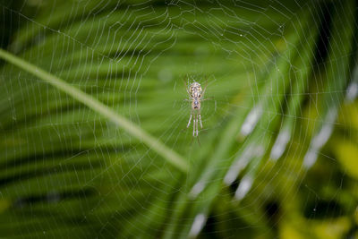 Close-up of spider on web