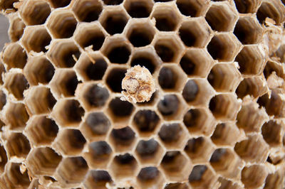 Full frame shot of honeycomb