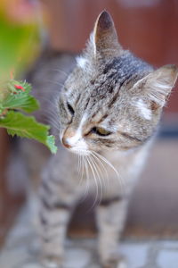 Close-up of a cat looking away