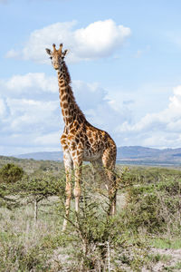 Giraffe standing on field