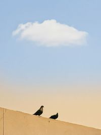 Low angle view of birds perching on the sky