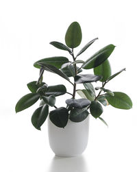 Close-up of potted plant against white background