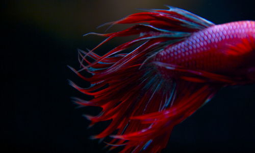 Close-up of a siamese fithing fisch