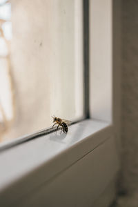 Close-up of insect