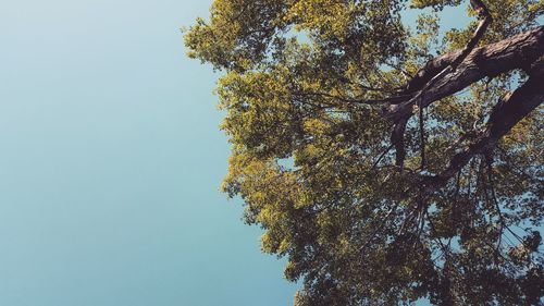 Low angle view of tree against clear sky