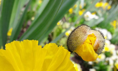 Close-up of yellow flower blooming outdoors