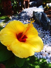 Close-up of yellow flower