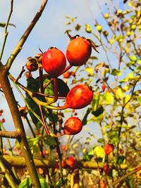 Close-up of cherries on tree