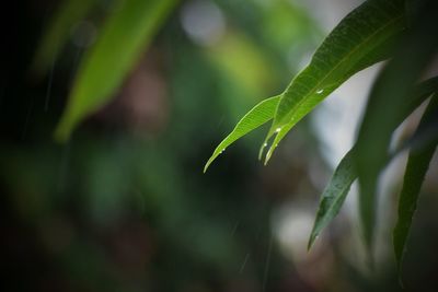 Close-up of green leaves