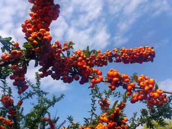 Low angle view of fruits on tree against sky