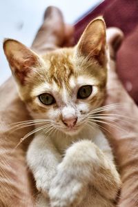 Close-up portrait of a cat