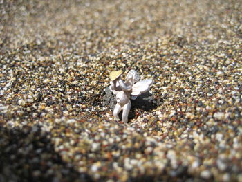 High angle view of bird on sand