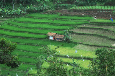 High angle view of rice field