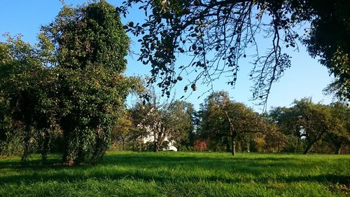 Trees on field against sky
