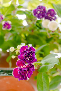 Close-up of purple flowering plant