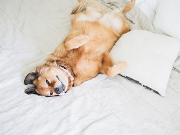 Dog lying on bed at home