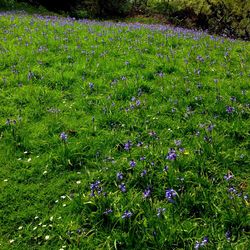 Purple flowers blooming on field