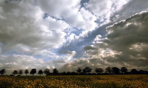 Scenic view of field against sky