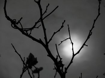Low angle view of bare tree against sky
