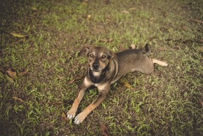 Portrait of dog on field