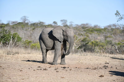 Elephant walking in a field