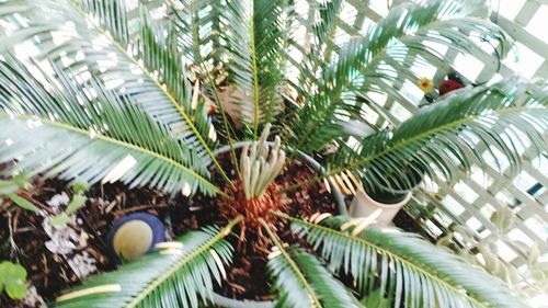 Low angle view of palm tree