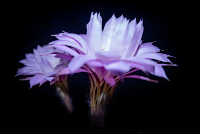 Close-up of purple flower against black background