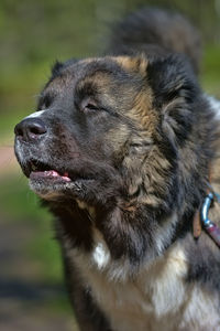 Close-up of dog looking away