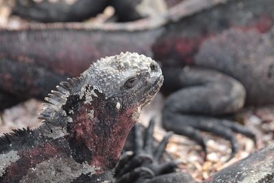 Close-up of lizard