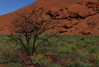 Bare tree on rock against trees