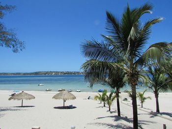 Palm trees on beach against clear sky