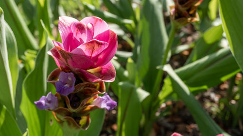 Close-up of pink flowering plant
