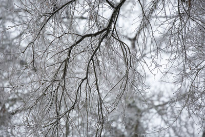 Close-up of frozen bare tree during winter