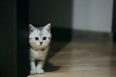 Portrait of kitten on floor