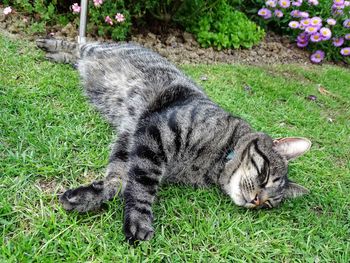 Tiger lying on grass