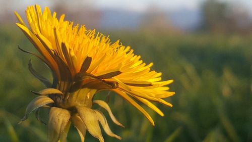 Close-up of yellow flower blooming outdoors