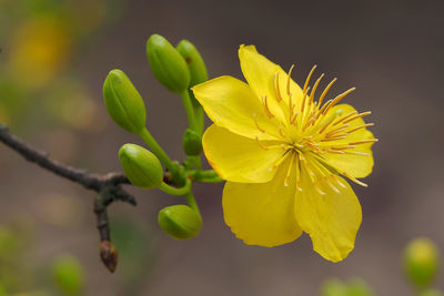 Close-up of yellow flowering plant