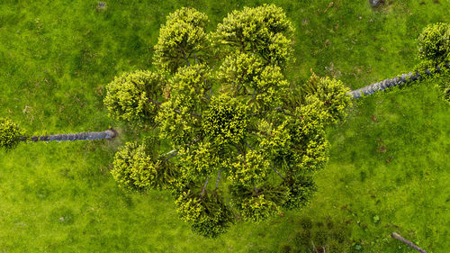 High angle view of trees on field