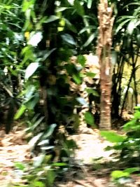 Close-up of bamboo plants in forest