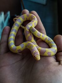 Close-up of human hand holding lizard