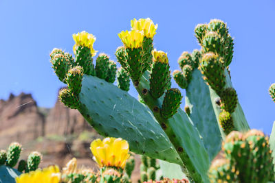 Close-up of yellow flowering plant against sky