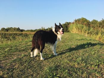 Dog standing on grassy field against clear blue sky